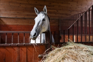 supplements for racing horses, underweight supplements for horses.
