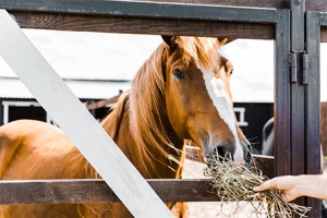 immuvet-healthy-horses