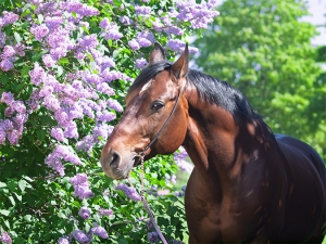 allergy supplements for horses