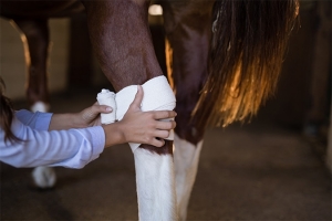 Immuvet the best solution for Horse Injuries – Tendon & Ligaments Connectivity
