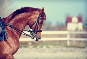 muscle disorders in horses