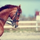 muscle disorders in horses